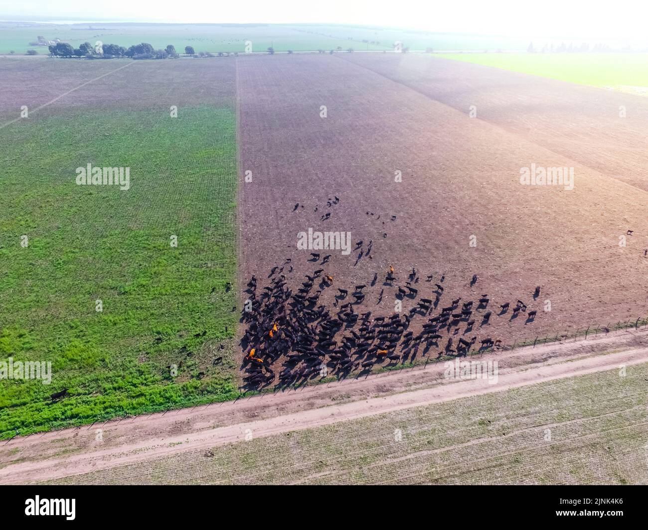 Steers raised with natural pastures, meat production in the Argentine ...
