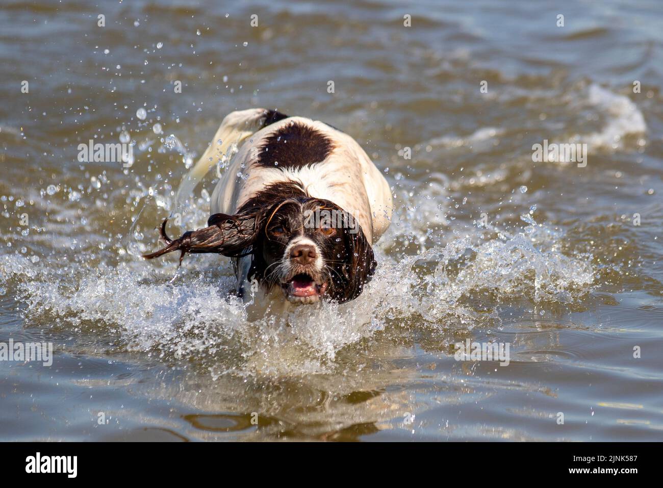 English Cocker Spaniel in the sea in Southport, Merseyside UK Weather 12 AUG 2022. A hot dogs day out in the surf on a bright sweltering summer day on the northwest coast as LUDA a three-year-old English Cocker Spaniel cools off in the sea during the high tide at Southport. Credit; MediaWorldImages/AlamyLive News. Stock Photo