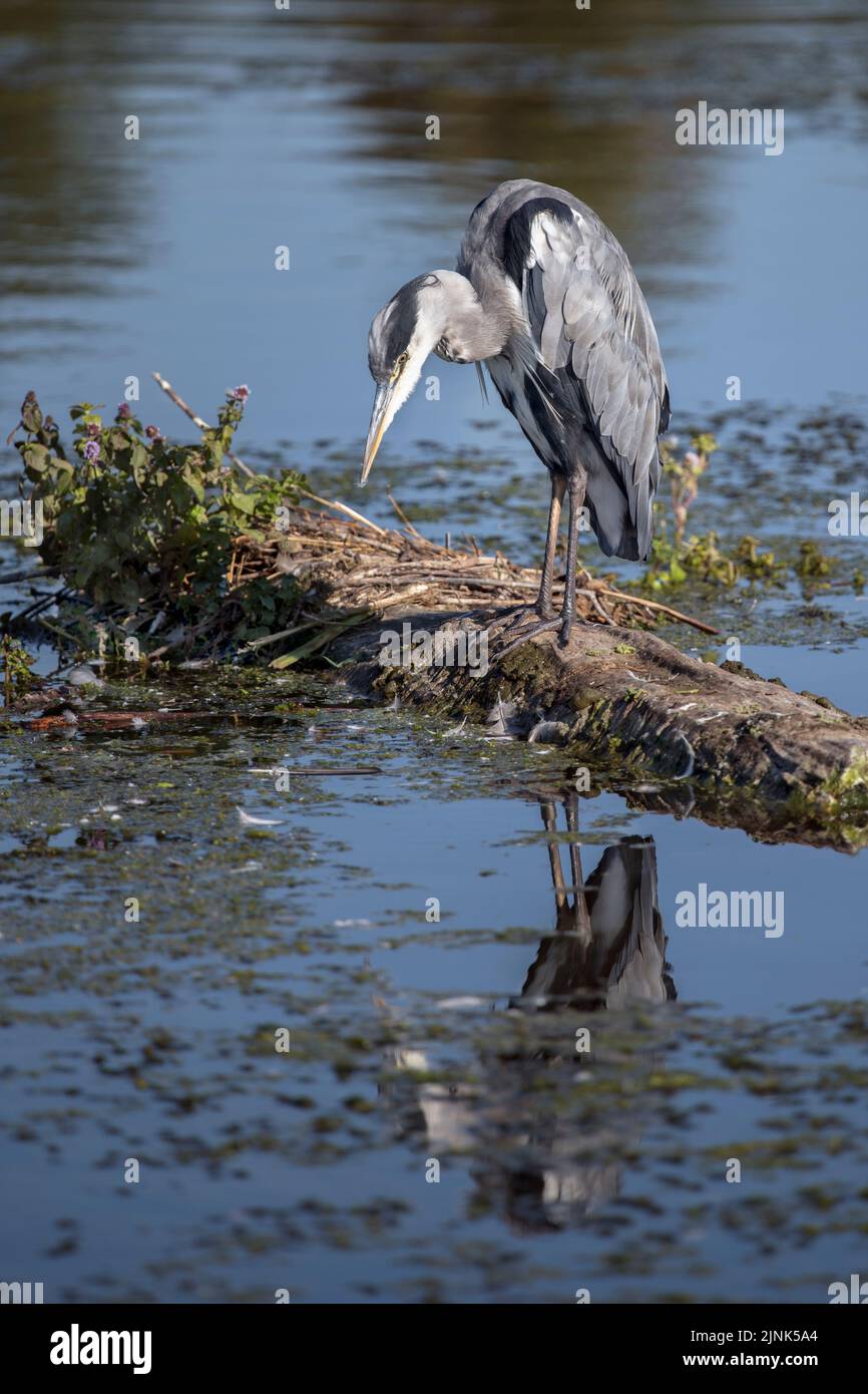 Grey Heron looking intensely waiting for fish to appear in the low water level Stock Photo
