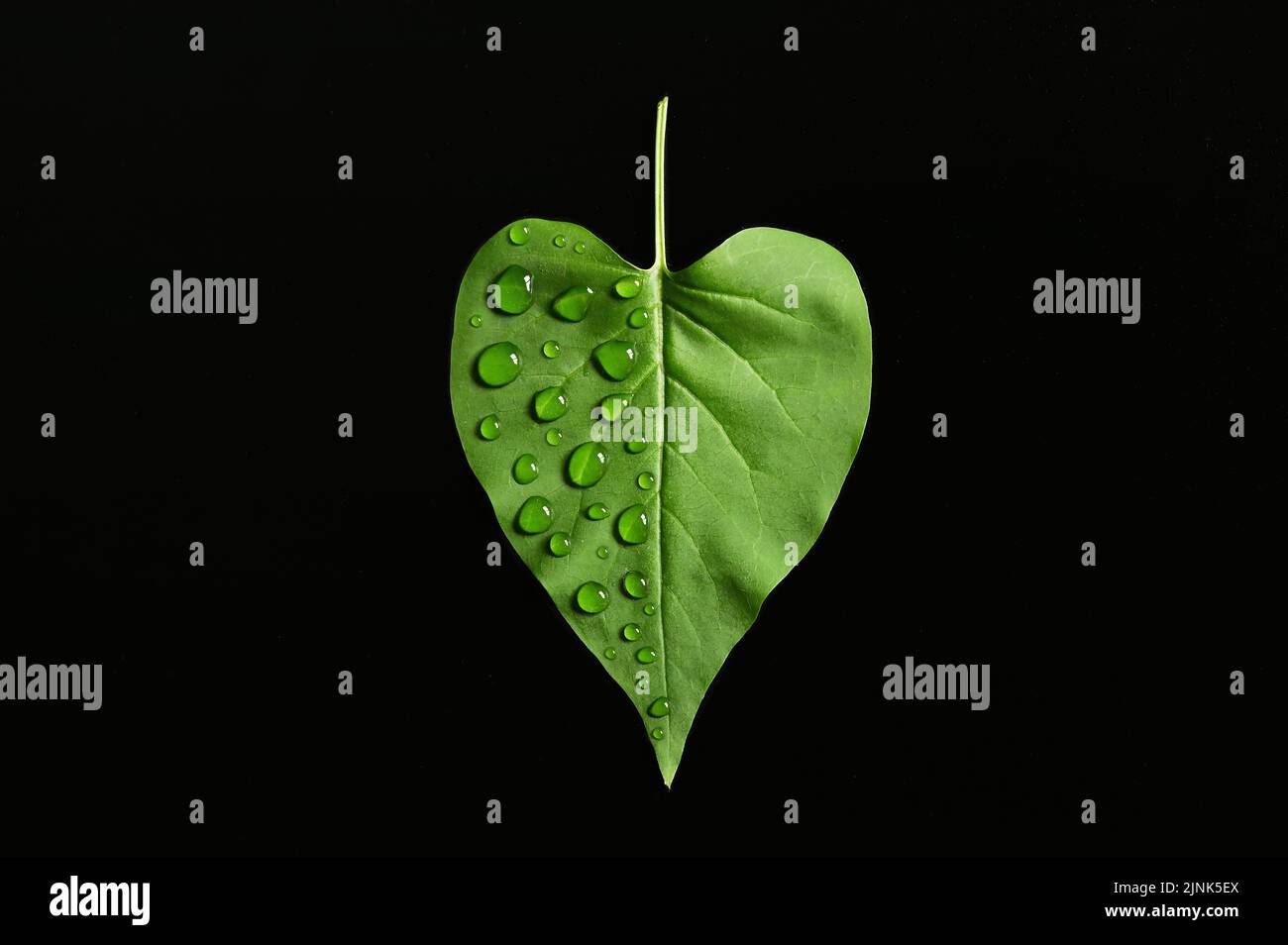waterdrop, leaf, one sided, drop of water, water drop, waterdrops, leafs Stock Photo