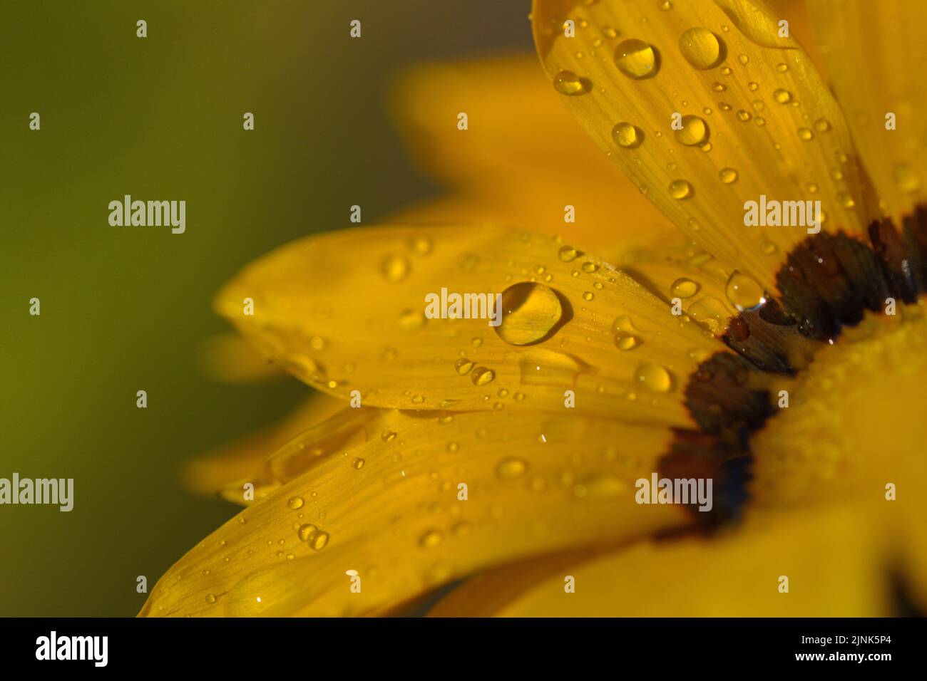 Macro photography of a yellow flower with water drops Stock Photo