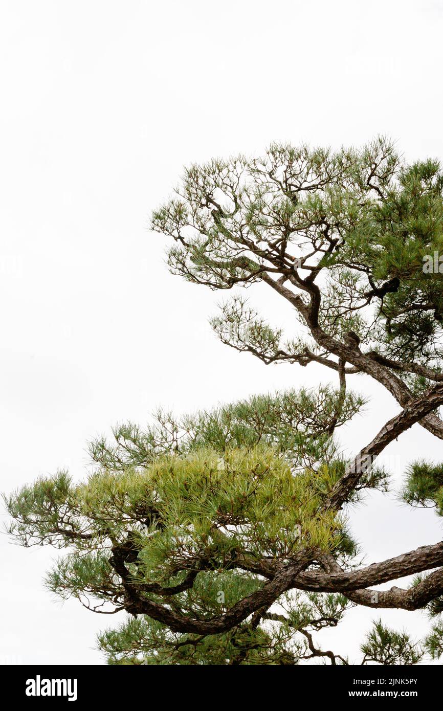 A japanese pine tree against cloudy sky Stock Photo