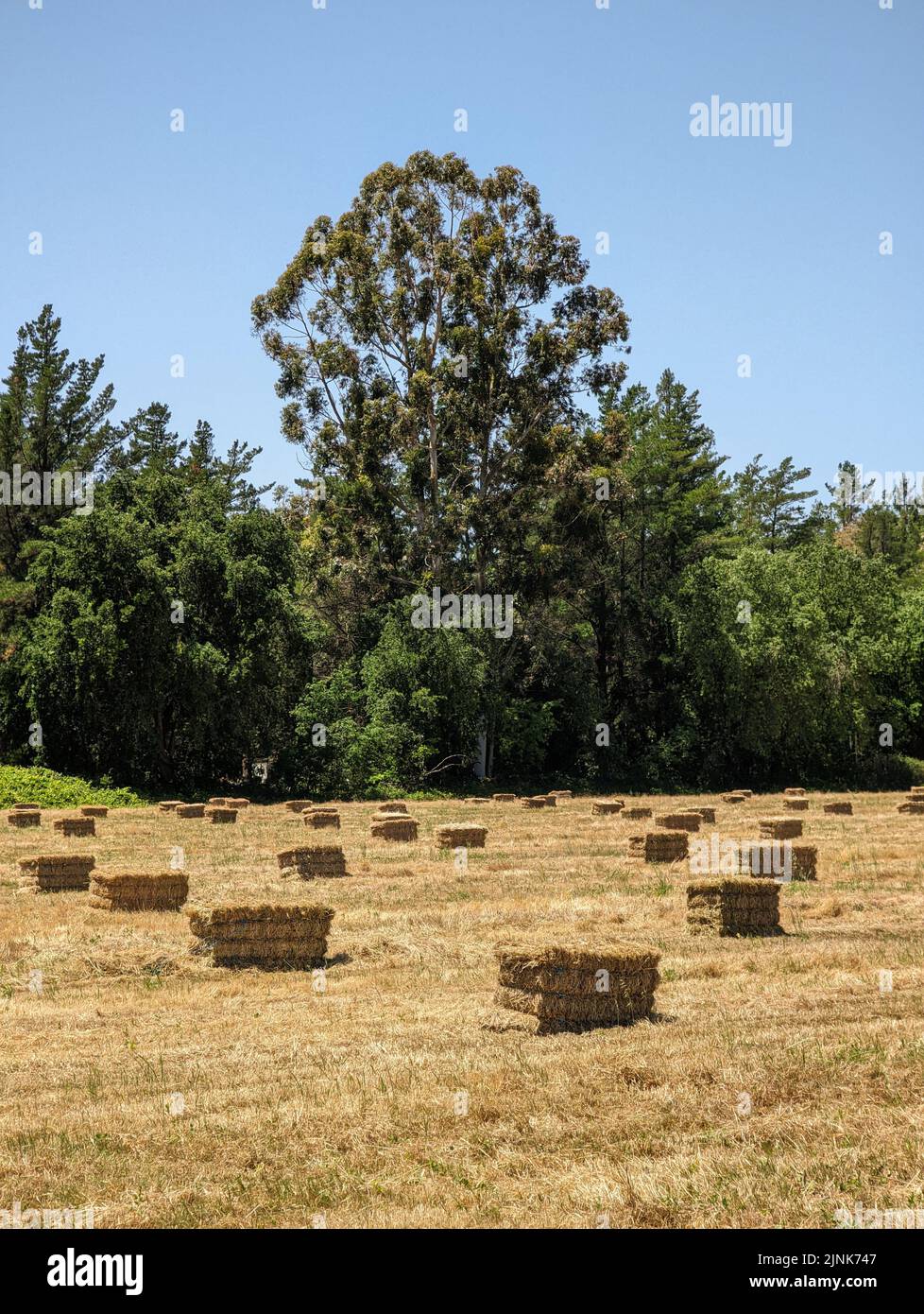 A field of hay bales with trees in the background during daytime Stock ...