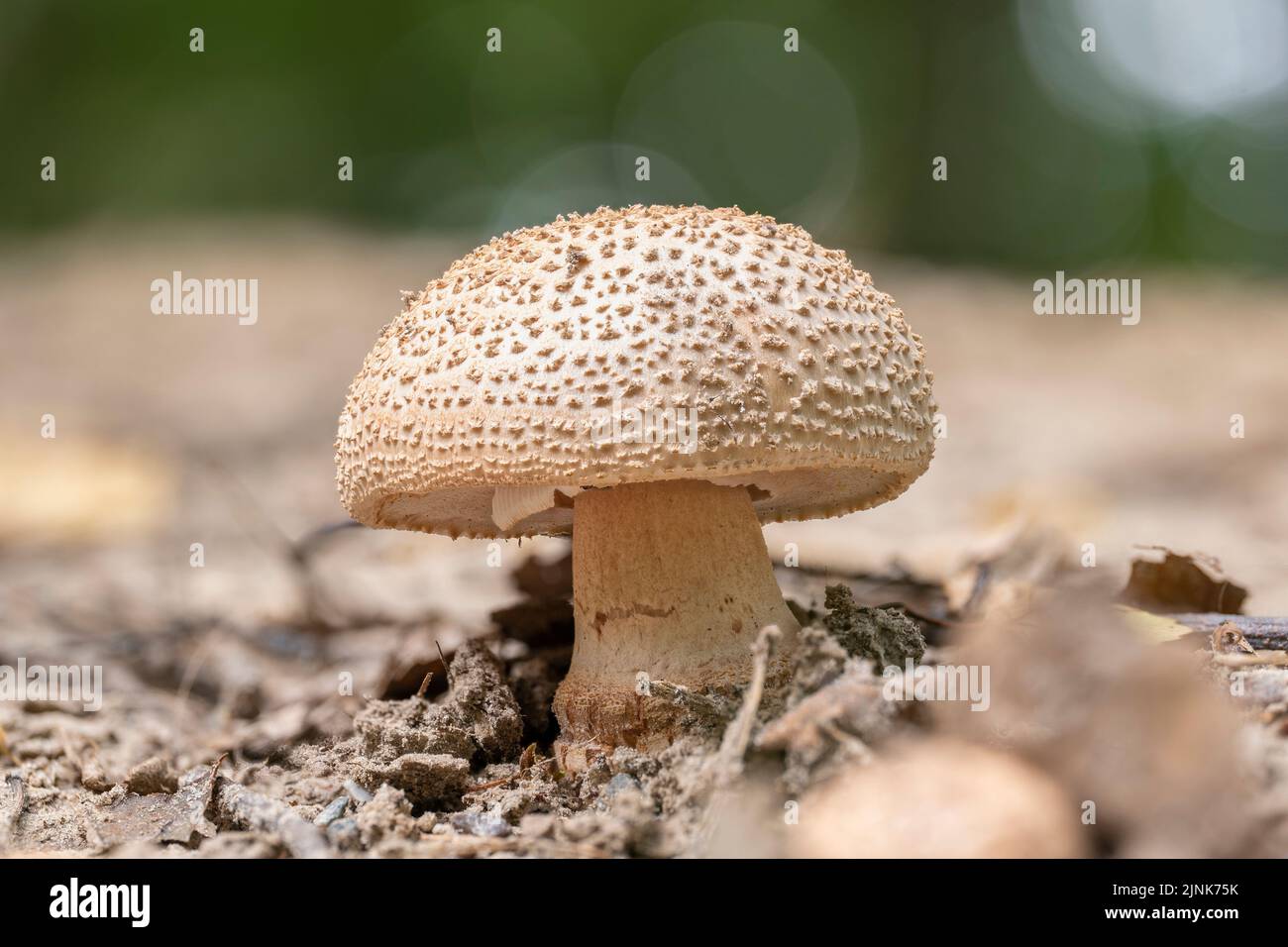 A Fresh blusher mushroom (Amanita rubescens) growing on sandy soil Stock Photo