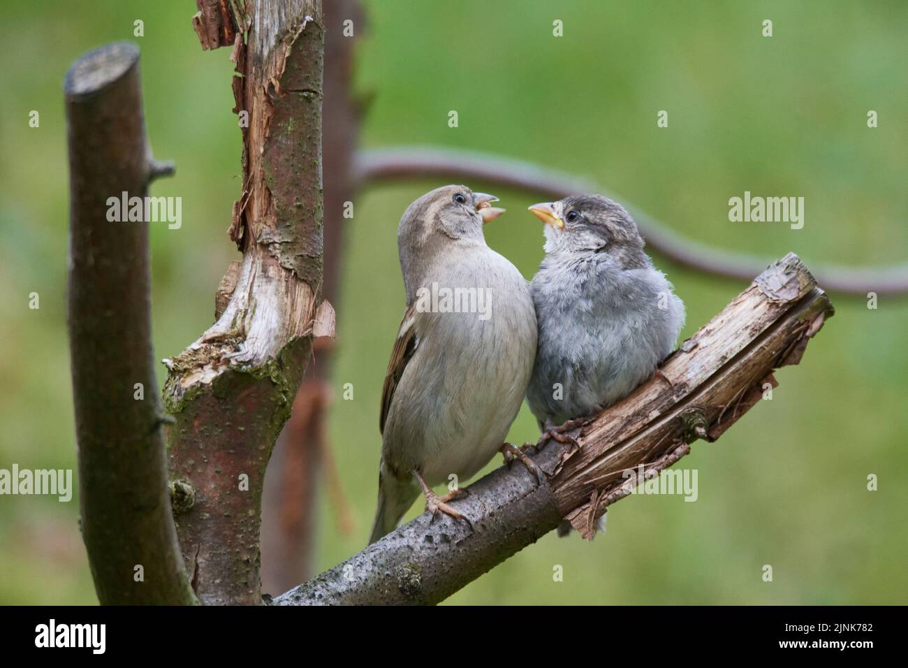 feeding, young bird, house sparrow, feed, feedings, young birds, house