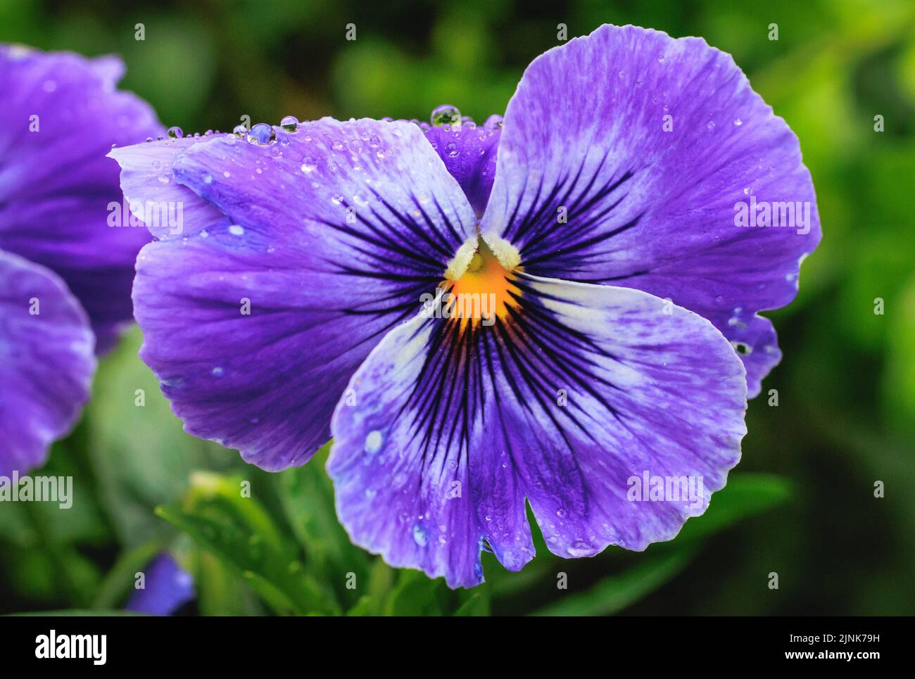 Close up on a wet Pansy flower Stock Photo