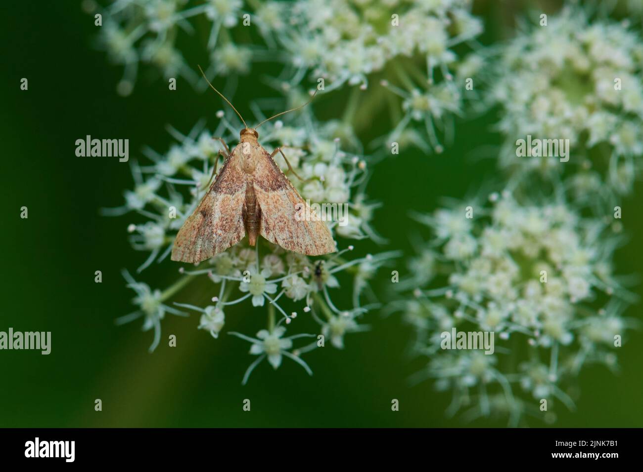 snout moths, endotricha flammealis, moths, pyralidae Stock Photo