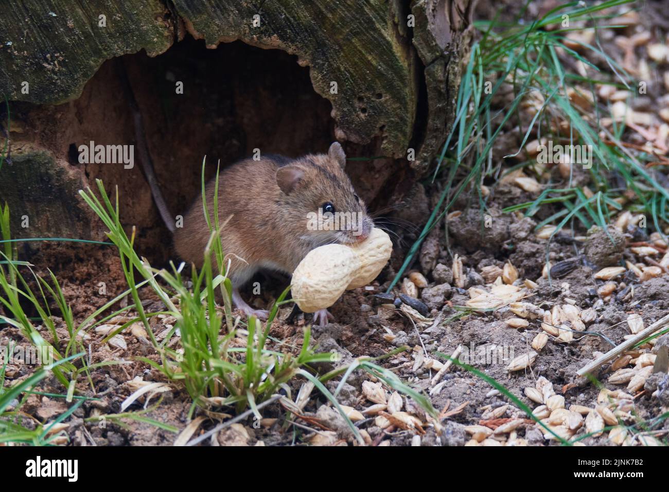 foraging, peanut, striped field mouse, apodemus agrarius