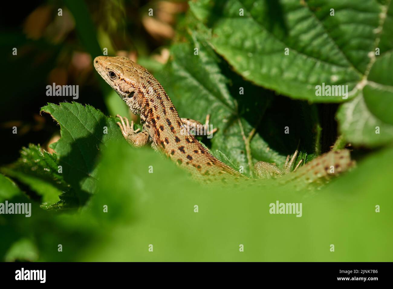 sunbathing, sand lizard, sun tanning, sunbaking, tanning, sand lizards
