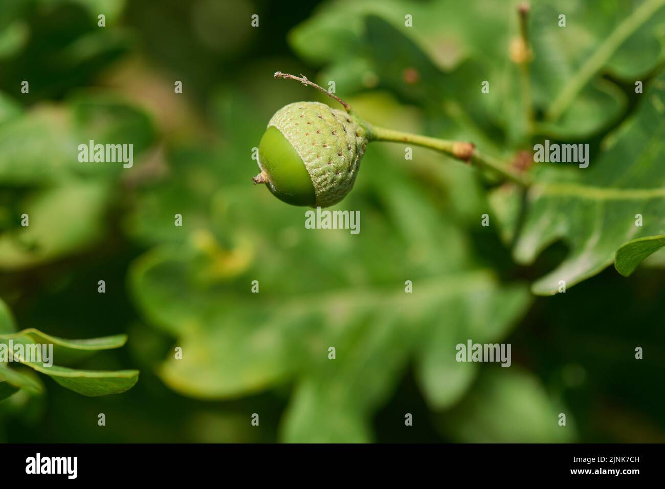 oak leaves, acorns, nut fruit, nuts Stock Photo Alamy