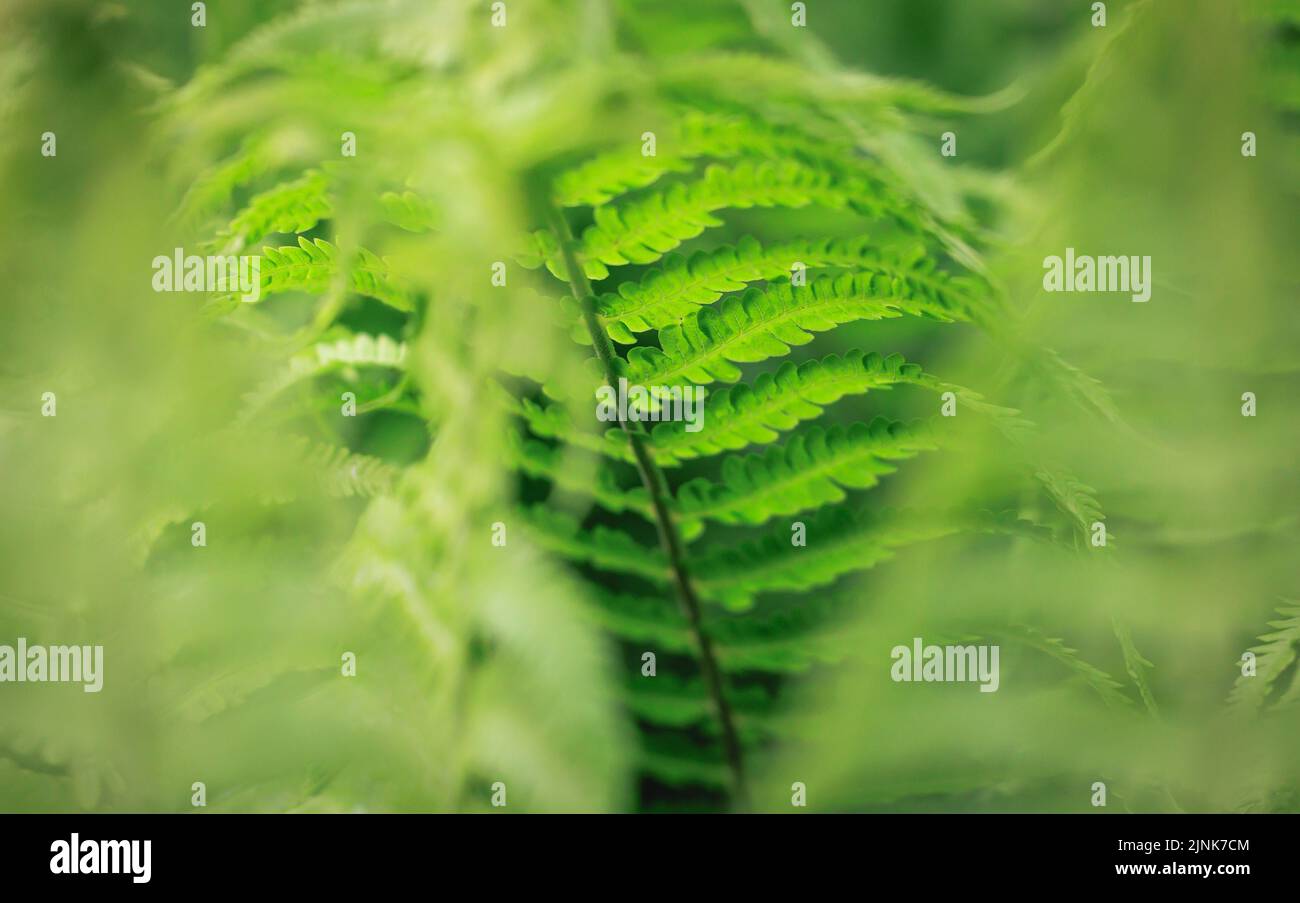 Green ferns in the garden Stock Photo