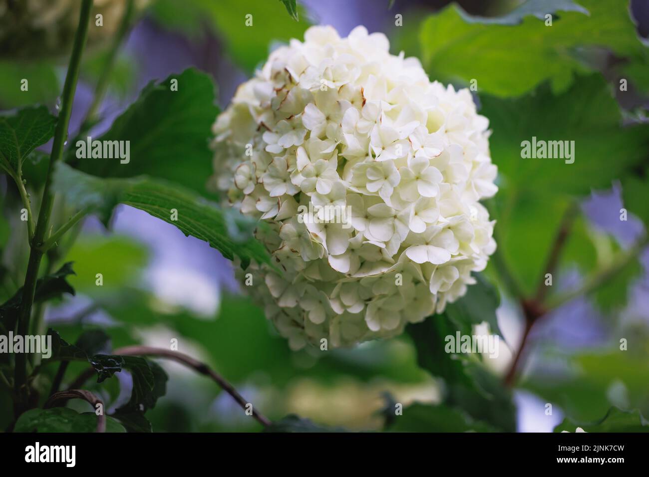 Rounded white flowers of Viburnum plant in the garden Stock Photo