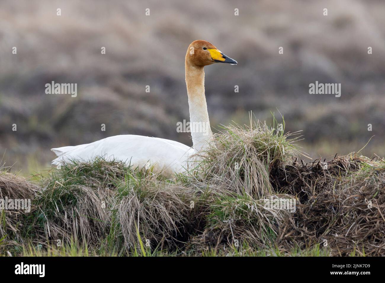 Whooper Swan (Cygnus cygnus), adult sitting on the nest, Western Region, Iceland Stock Photo