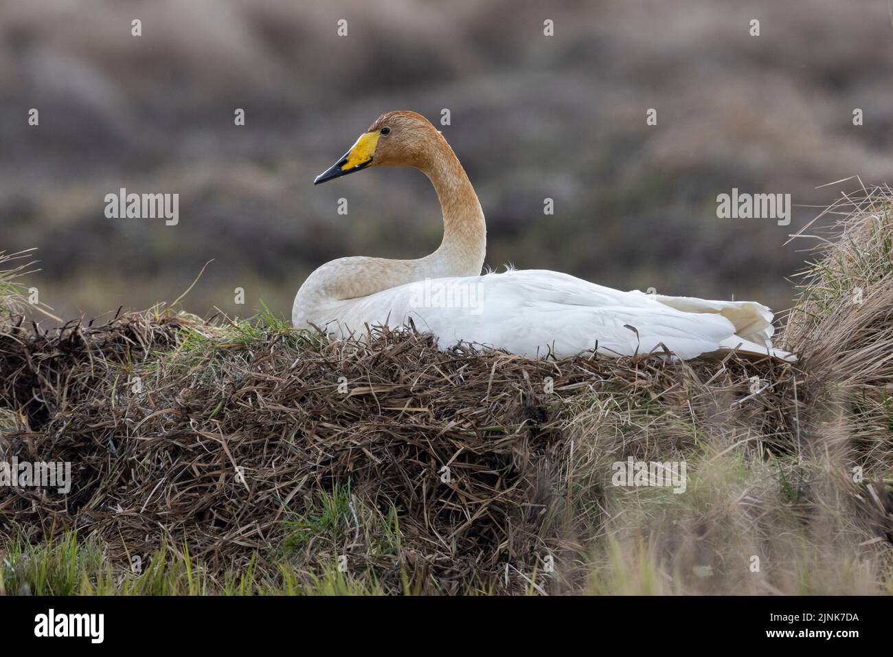Whooper Swan (Cygnus cygnus), adult sitting on the nest, Western Region, Iceland Stock Photo