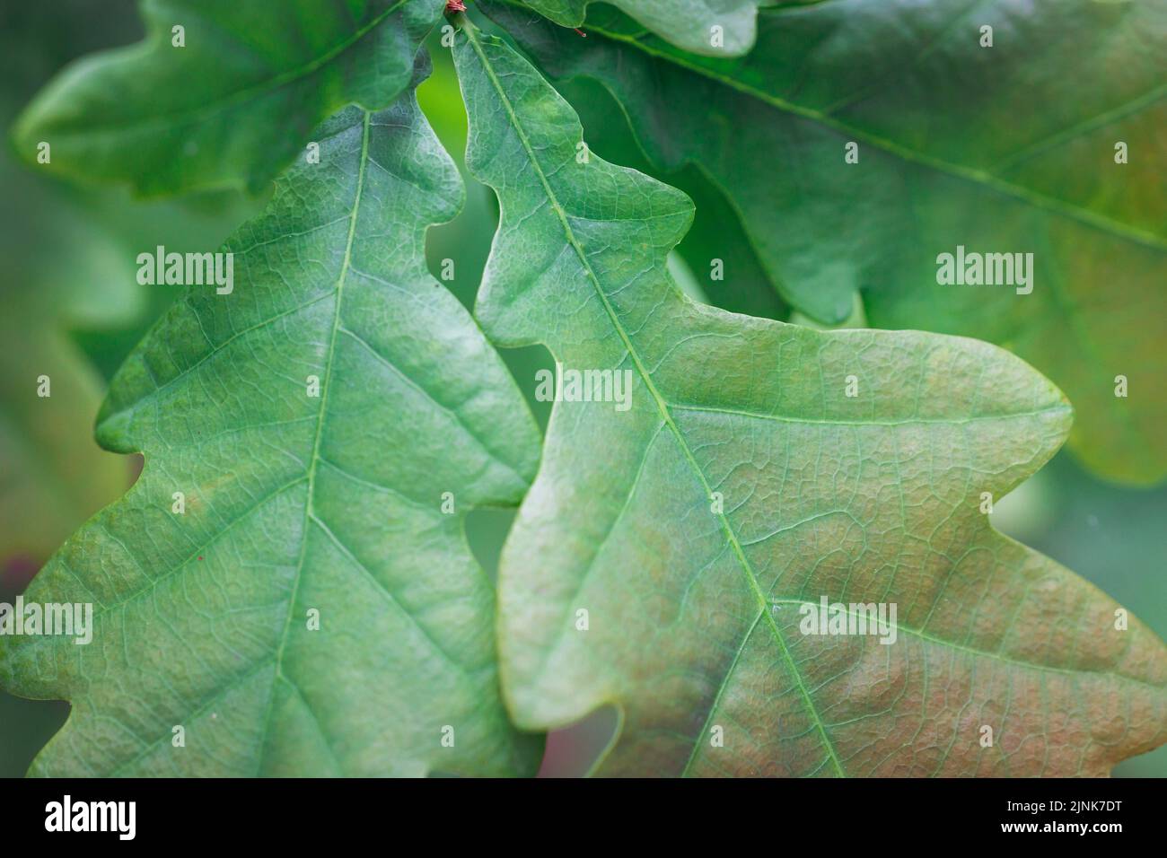 Details oak tree leaf hi-res stock photography and images - Alamy