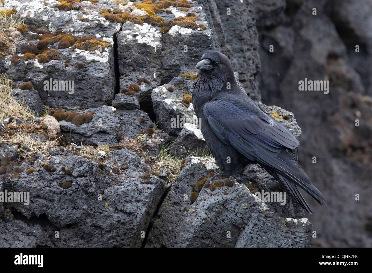 Common Raven Corvus corax varius), side view of an adult standing on a basalt rock, Western Region, Iceland Stock Photo