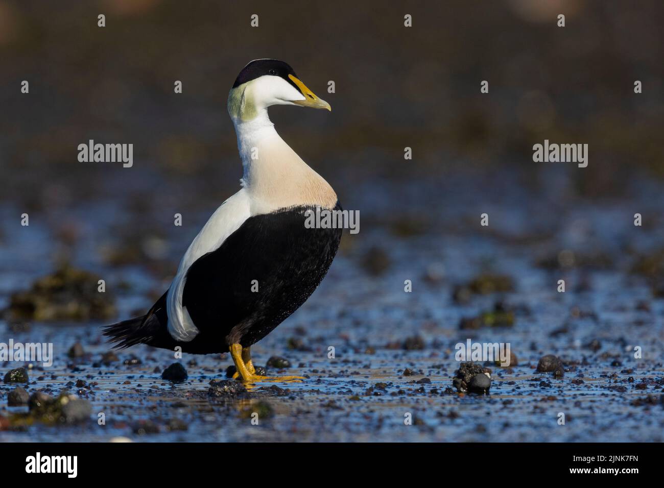 Common Eider (Somateria mollissima borealis), side view of an adult male standing on the ground, Southern Region, Iceland Stock Photo