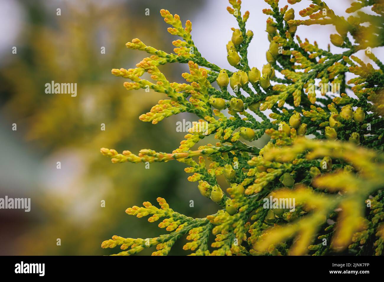 Close up on a Thuja coniferous shrub Stock Photo