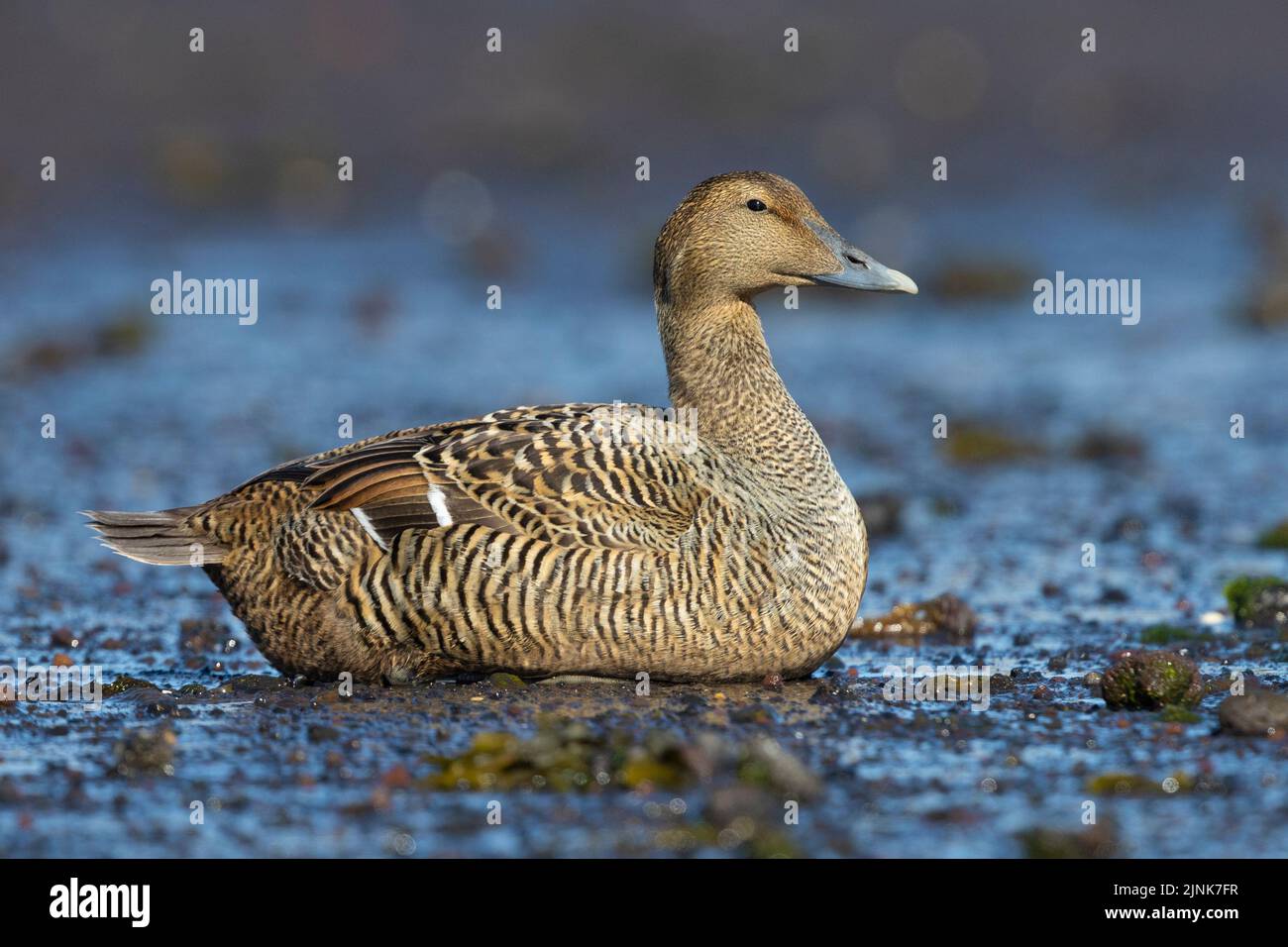Common Eider (Somateria mollissima borealis), side view of an adult female crouched on the ground, Southern Region, Iceland Stock Photo