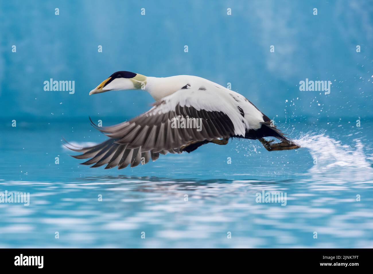 Common Eider (Somateria mollissima borealis), side view of an adult male in flight, Southern Region, Iceland Stock Photo