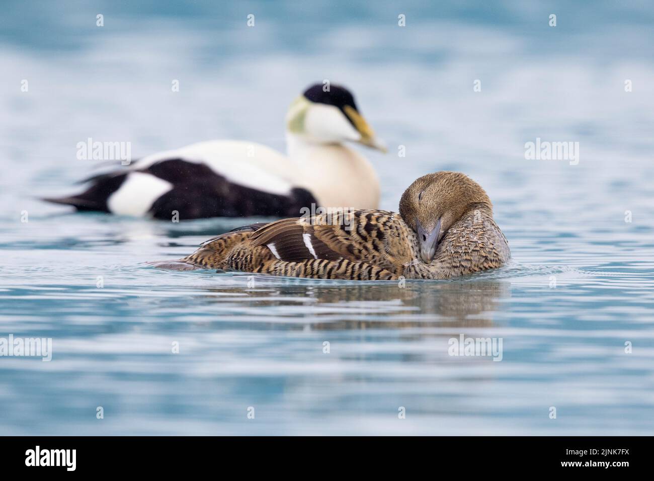 Common Eider (Somateria mollissima borealis), side view of a couple swimming in the water, Southern Region, Iceland Stock Photo