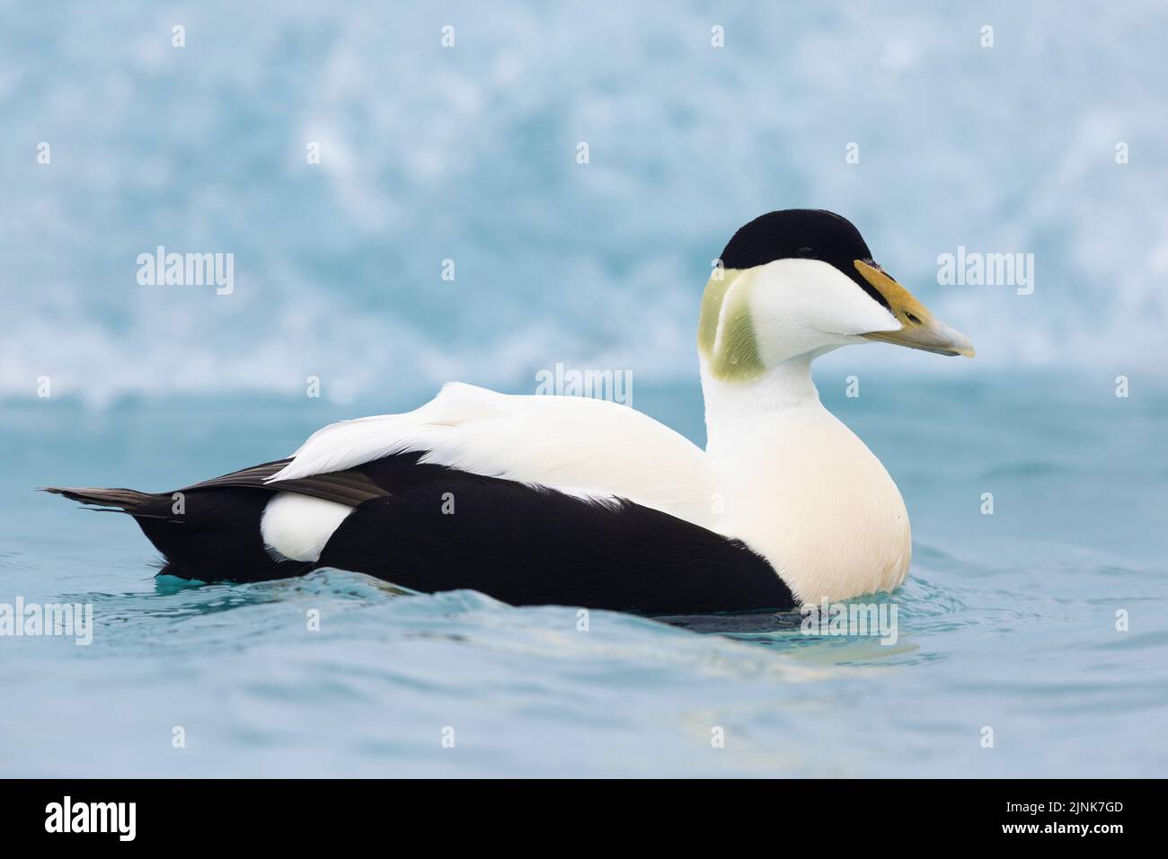 Common Eider (Somateria mollissima borealis), side view of an adult male swimming, Southern Region, Iceland Stock Photo