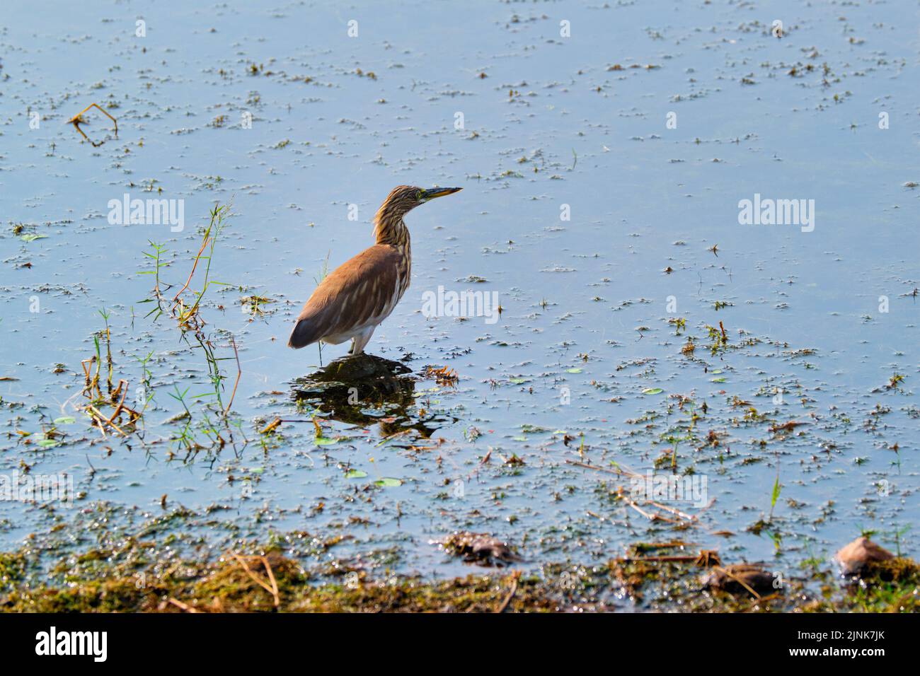 indian pond heron, ardeola grayii, heron, indian pond herons Stock Photo Alamy