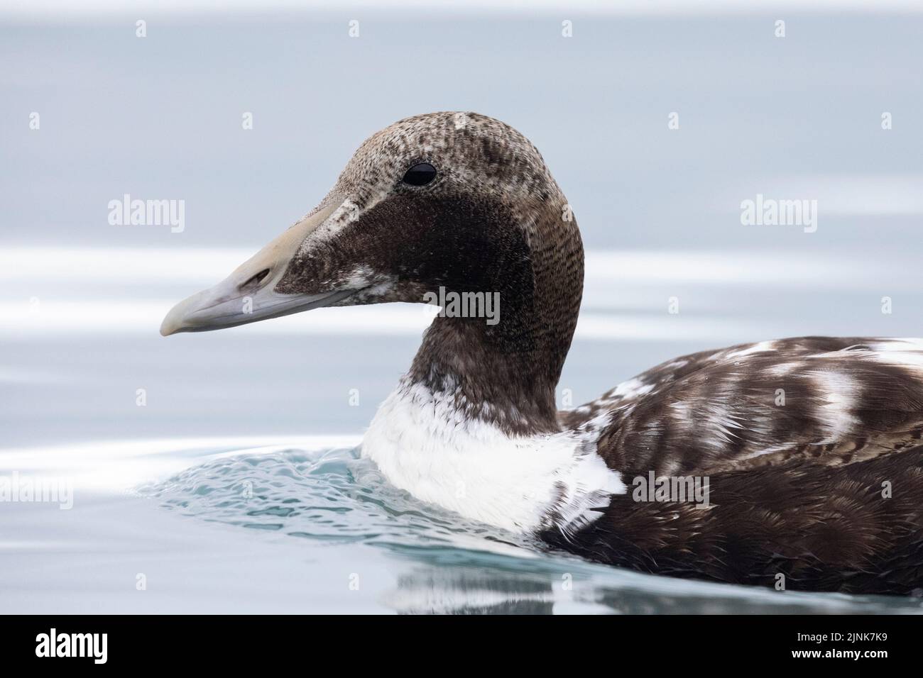 Common Eider (Somateria mollissima borealis), immature male closeup