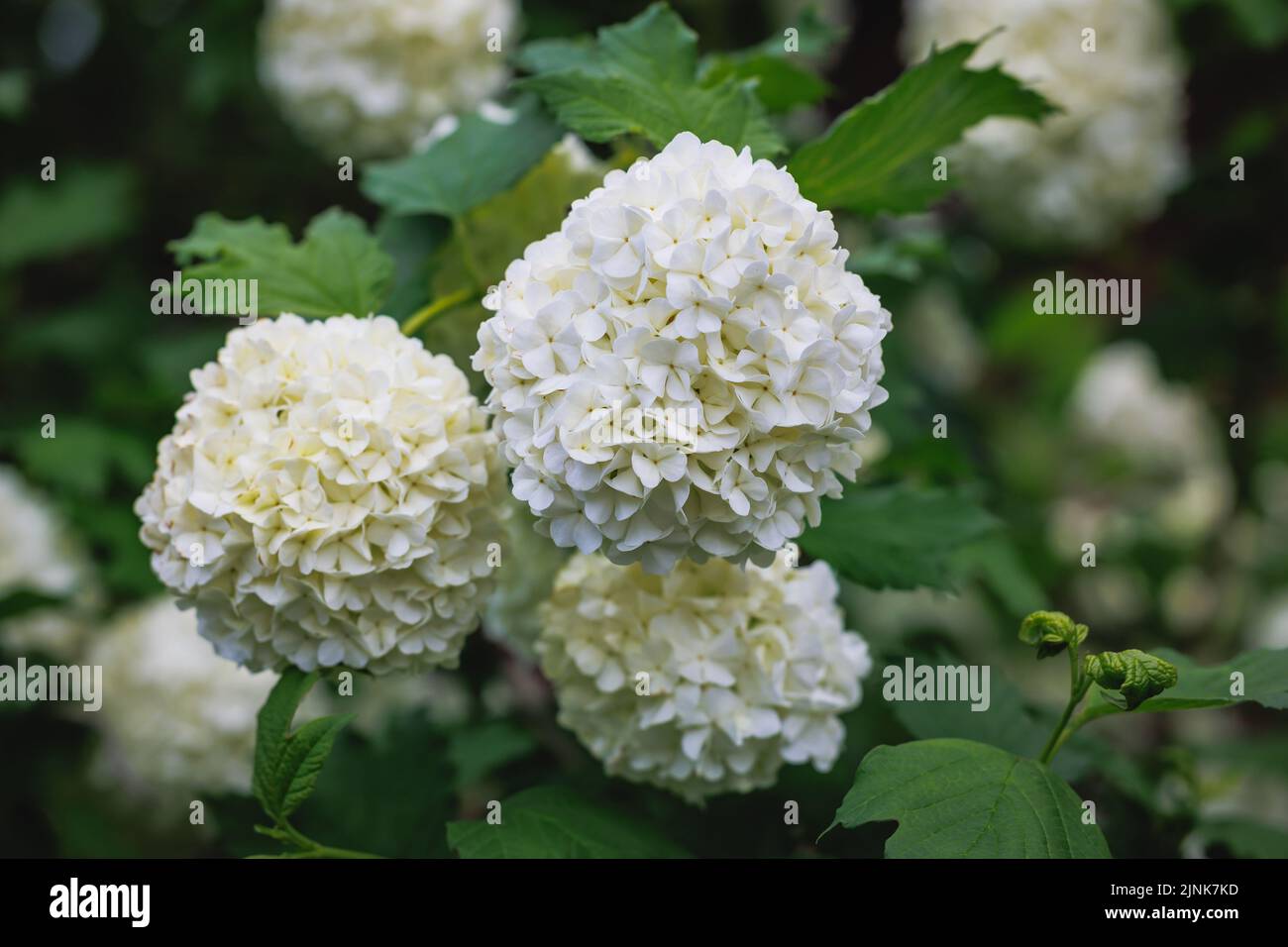Rounded white flowers of Viburnum plant in the garden Stock Photo