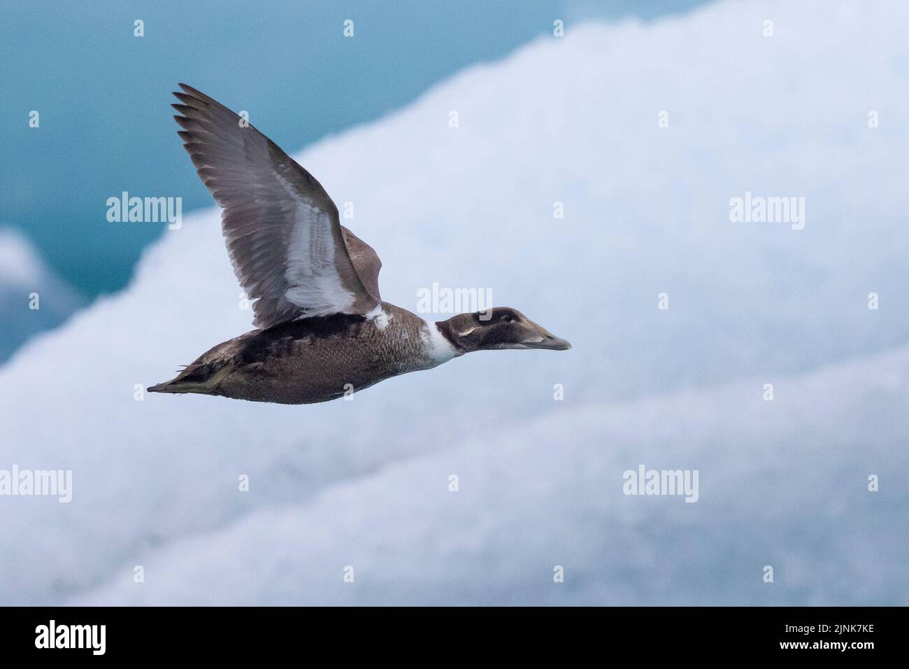 Common Eider (Somateria mollissima borealis), side view of an immature male in flight, Southern Region, Iceland Stock Photo