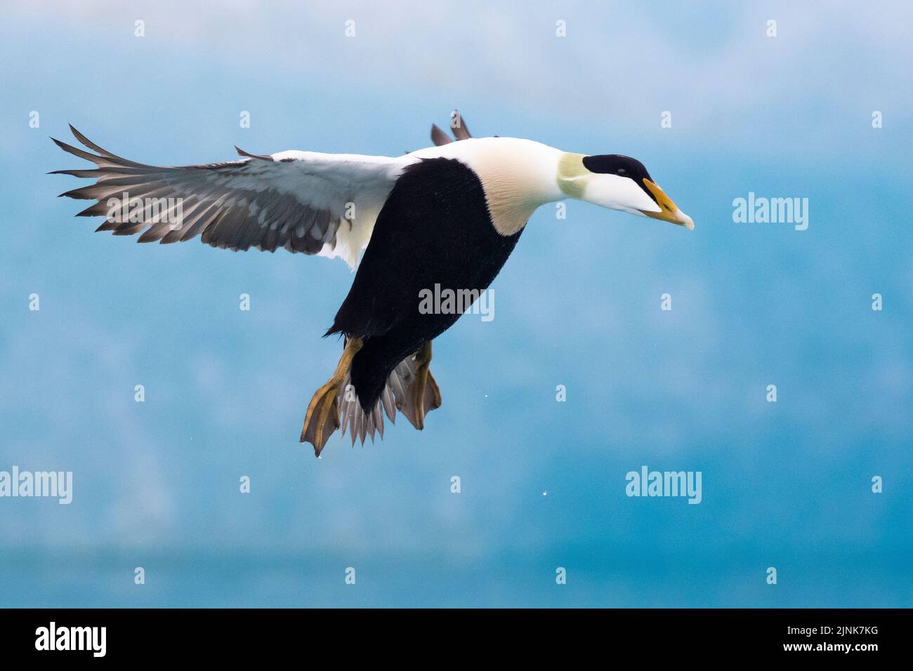 Common Eider (Somateria mollissima borealis), side view of an adult male in flight, Southern Region, Iceland Stock Photo