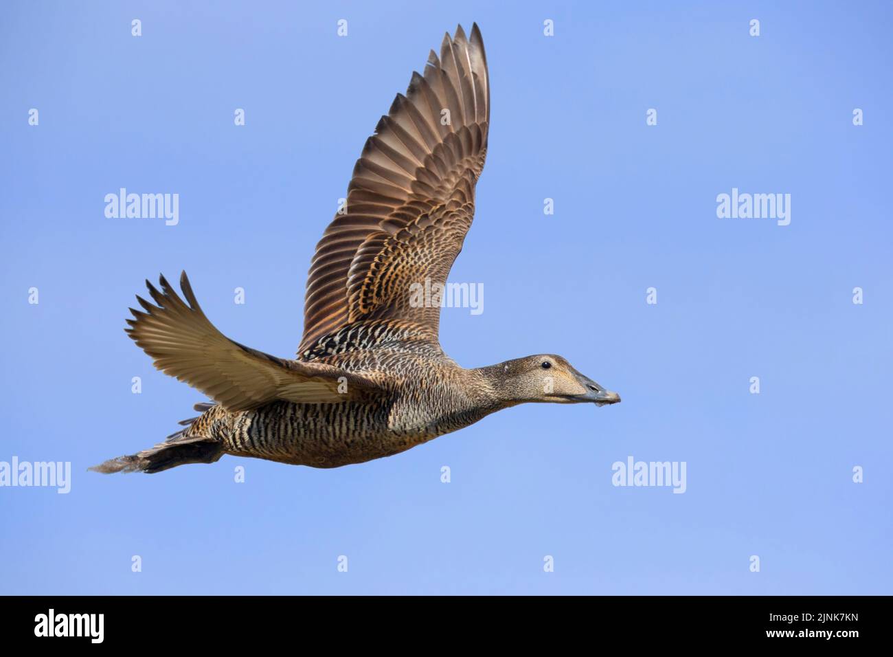 Common Eider (Somateria mollissima borealis), side view of an adult female in flight, Southern Region, Iceland Stock Photo
