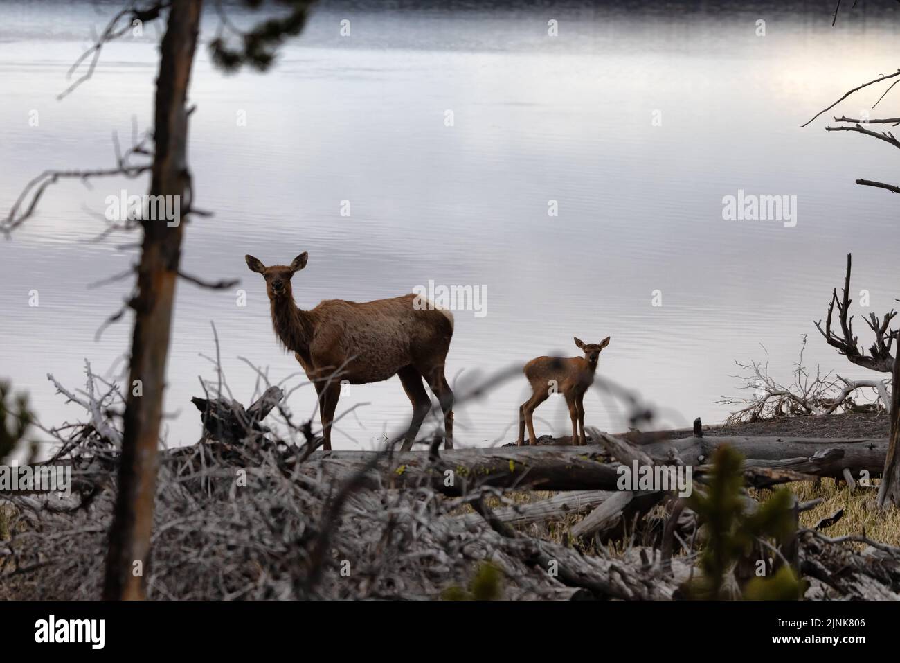 Elk mother and calf by Yellowstone Lake in American Landscape. Stock Photo