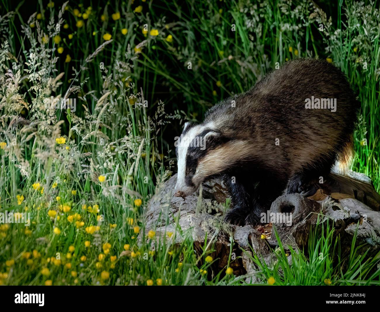 Badgers were pictures exploring the grassy terrain. HAWICK, SCOTLAND. A LUCKY Scottish photographer looked on in amazement at these cheeky badgers fro Stock Photo