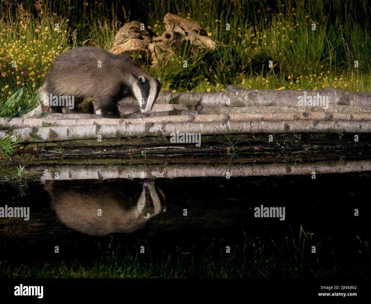 One inquisitive badger paused to investigate its own reflection in a pool of water. HAWICK, SCOTLAND. A LUCKY Scottish photographer looked on in amaze Stock Photo