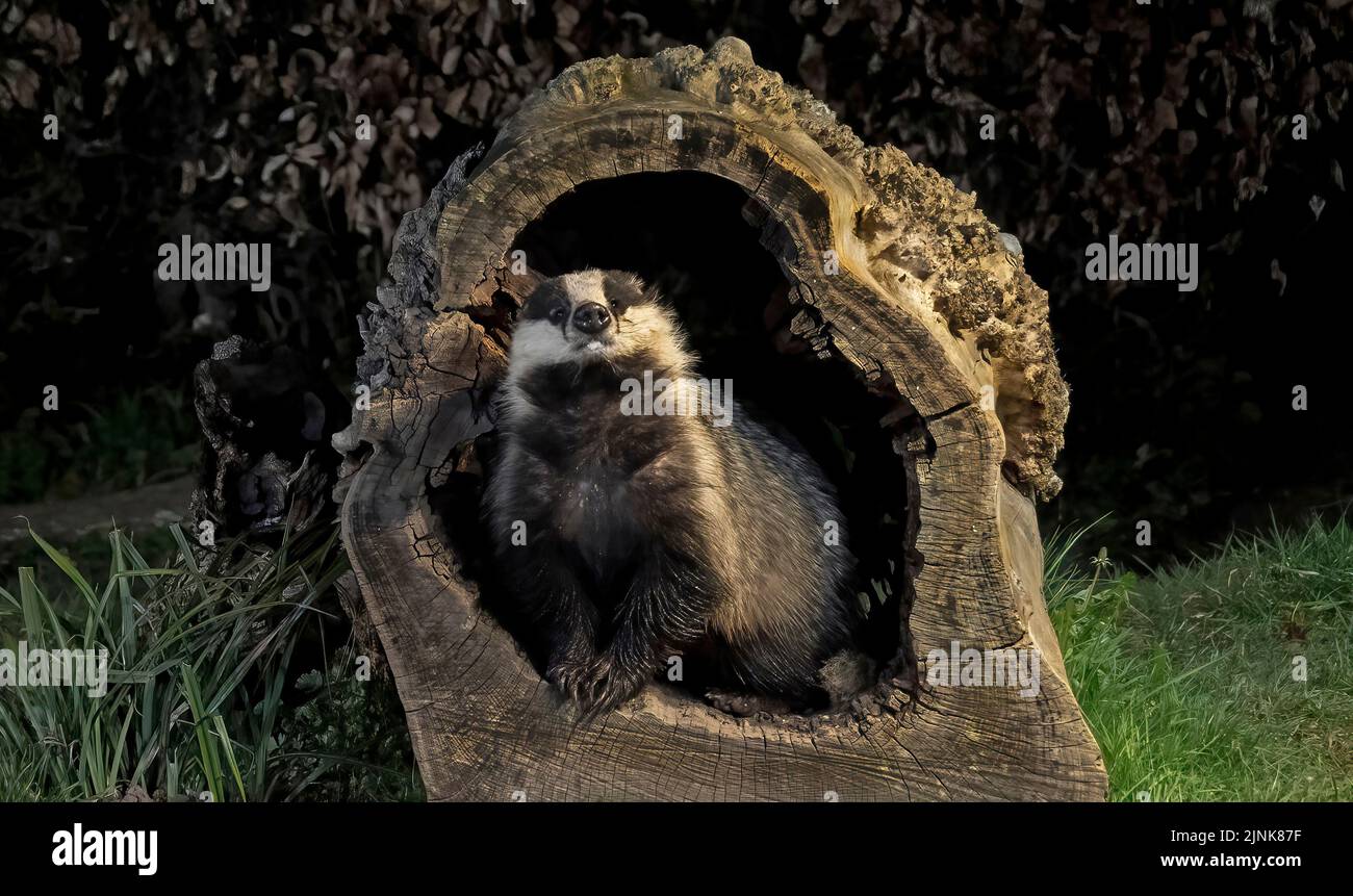 A badger poses in a hollowed-out tree. HAWICK, SCOTLAND. A LUCKY Scottish photographer looked on in amazement at these cheeky badgers frolicking in hi Stock Photo