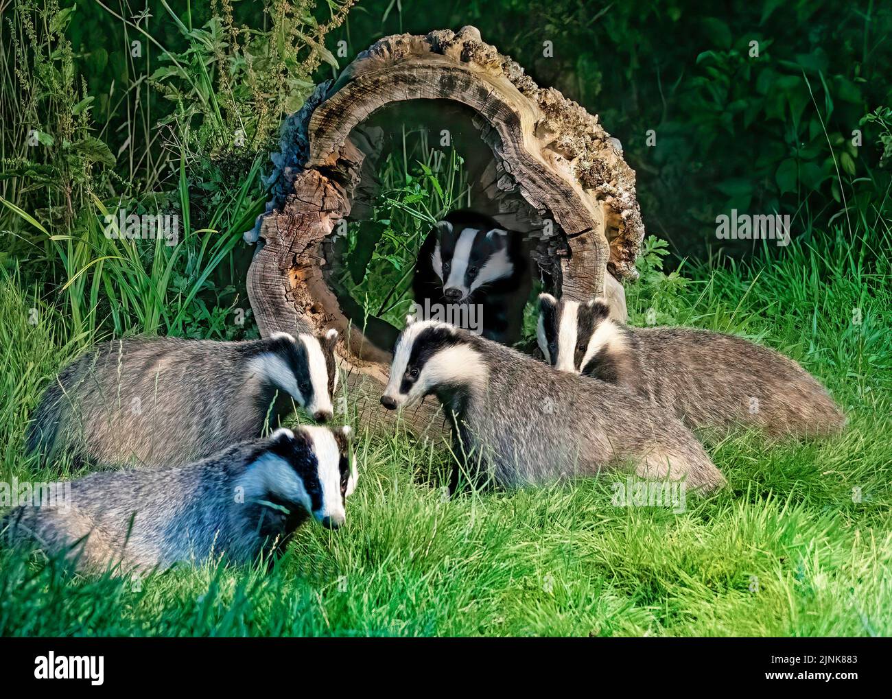 Five badgers were spotted in total playing in the hollowed-out tree. HAWICK, SCOTLAND. A LUCKY Scottish photographer looked on in amazement at these c Stock Photo