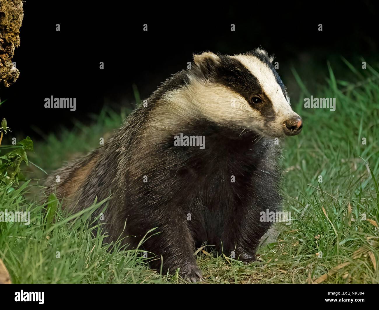 This badger appears to be posing for a portrait. HAWICK, SCOTLAND. A LUCKY Scottish photographer looked on in amazement at these cheeky badgers frolic Stock Photo