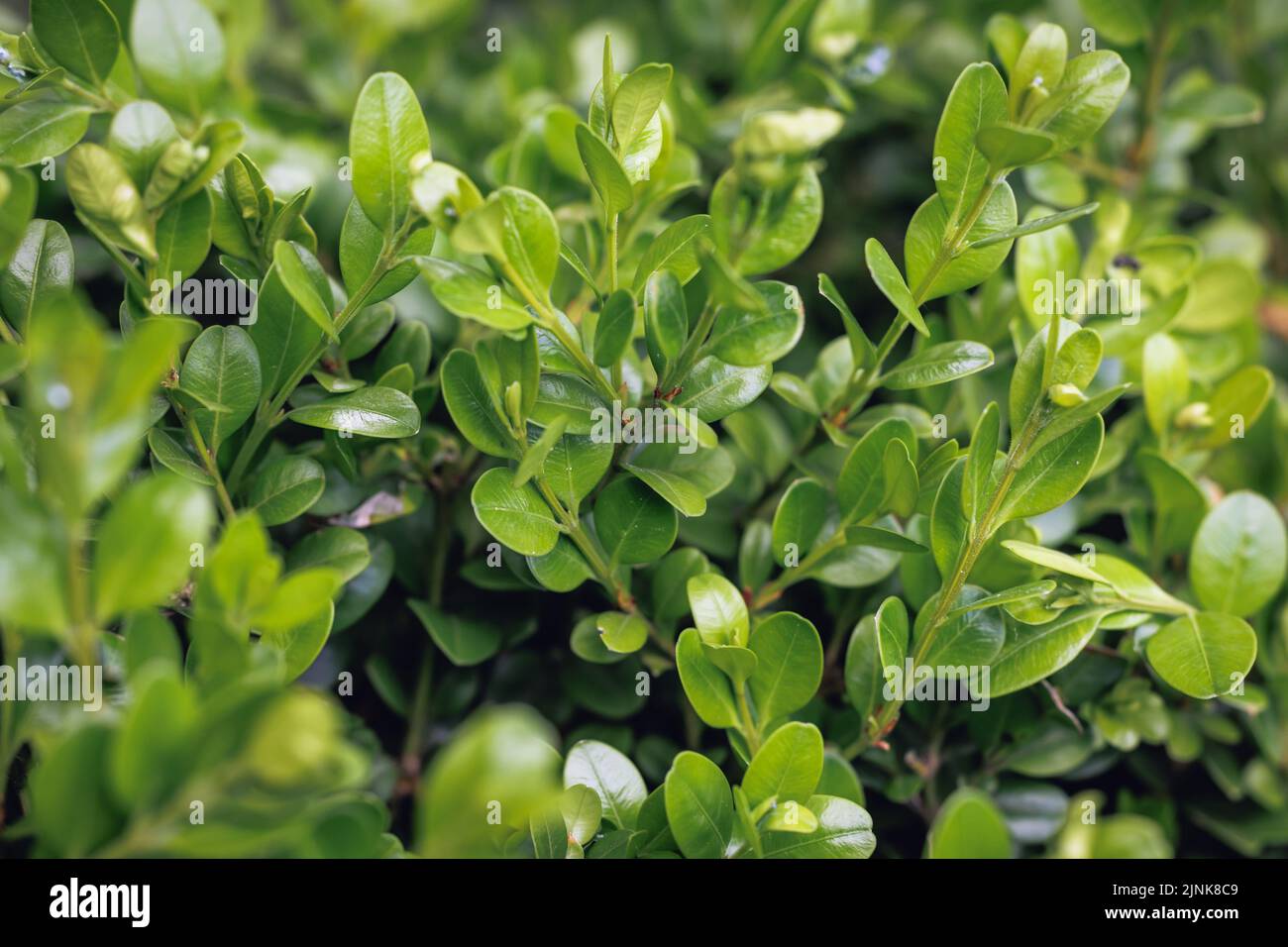 Close up on Buxus plant in the garden Stock Photo