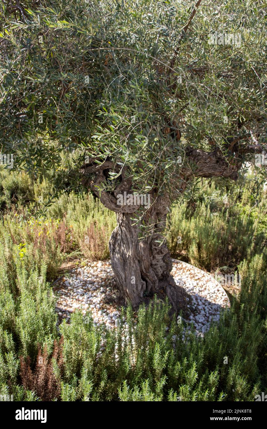 Rosemary (Salvia rosmarinus) growing round the base of an ancient olive tree Stock Photo