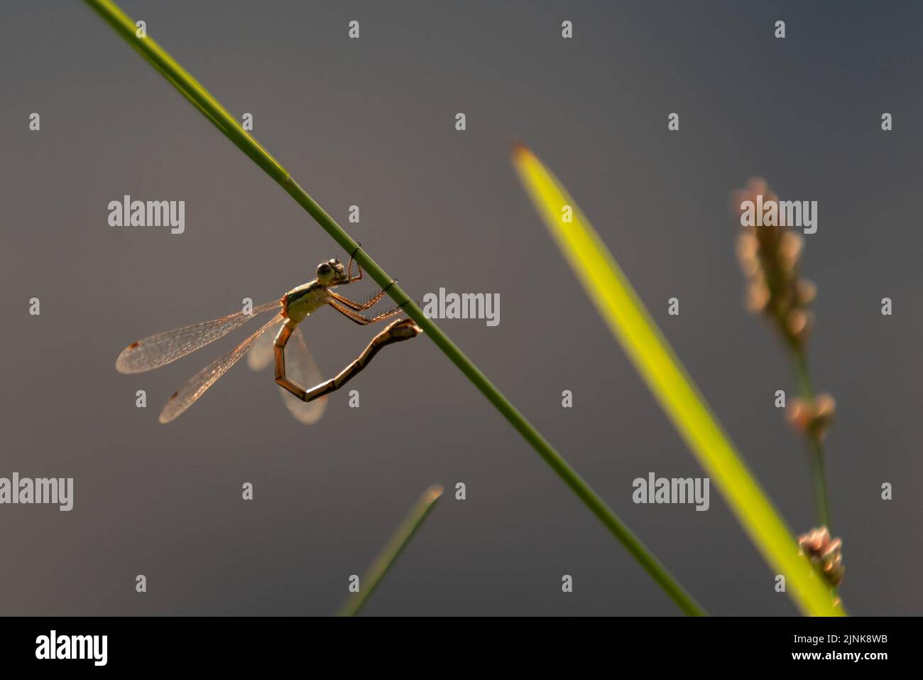 A closeup of a dragonfly on a green plant stem under the sunlight Stock ...