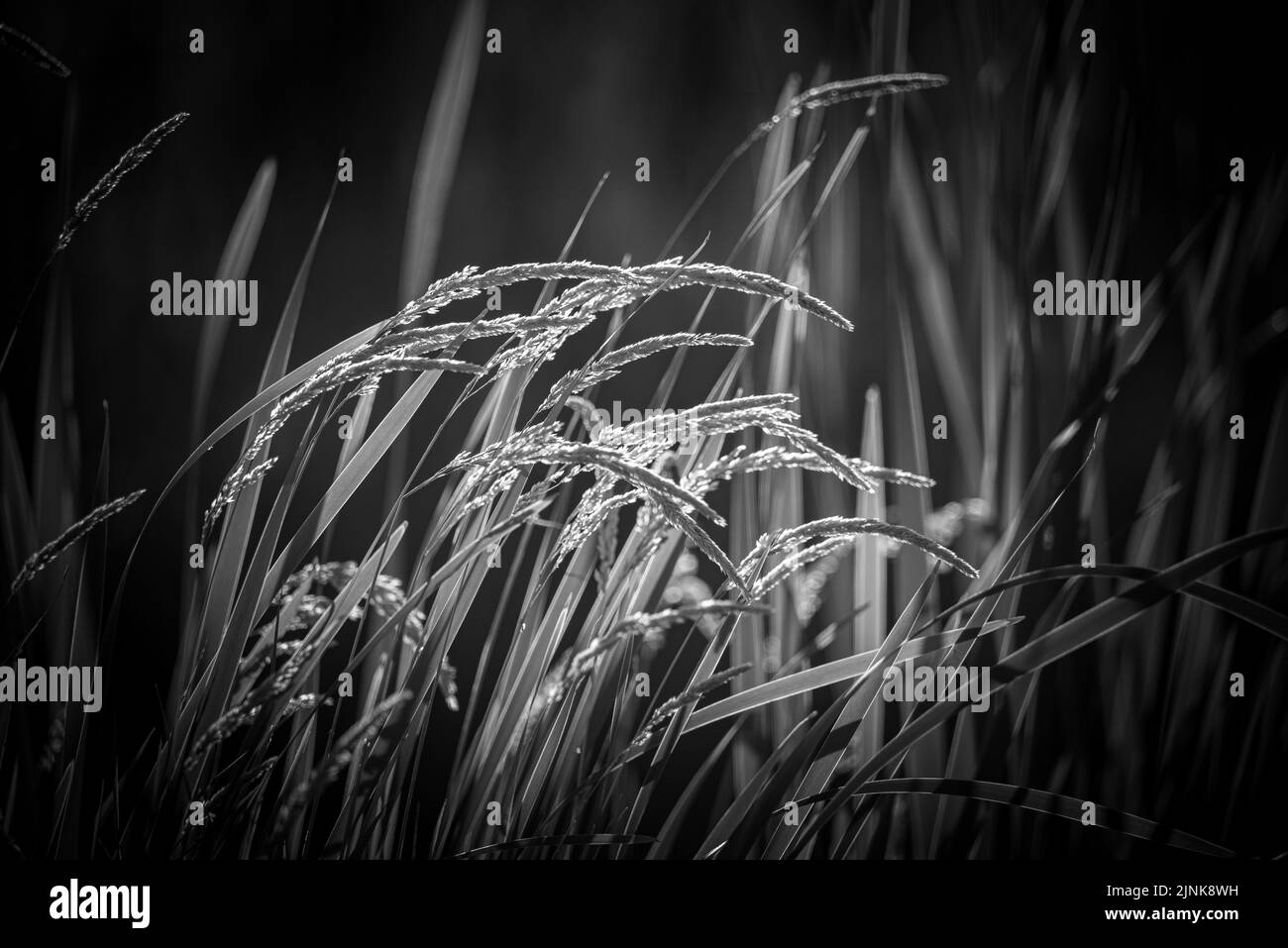 A grayscale shot of rice plant in a field Stock Photo