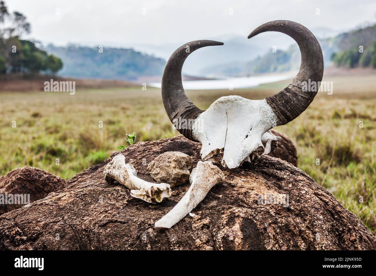animal skull, horned, gaur, animal skulls, horneds Stock Photo Alamy