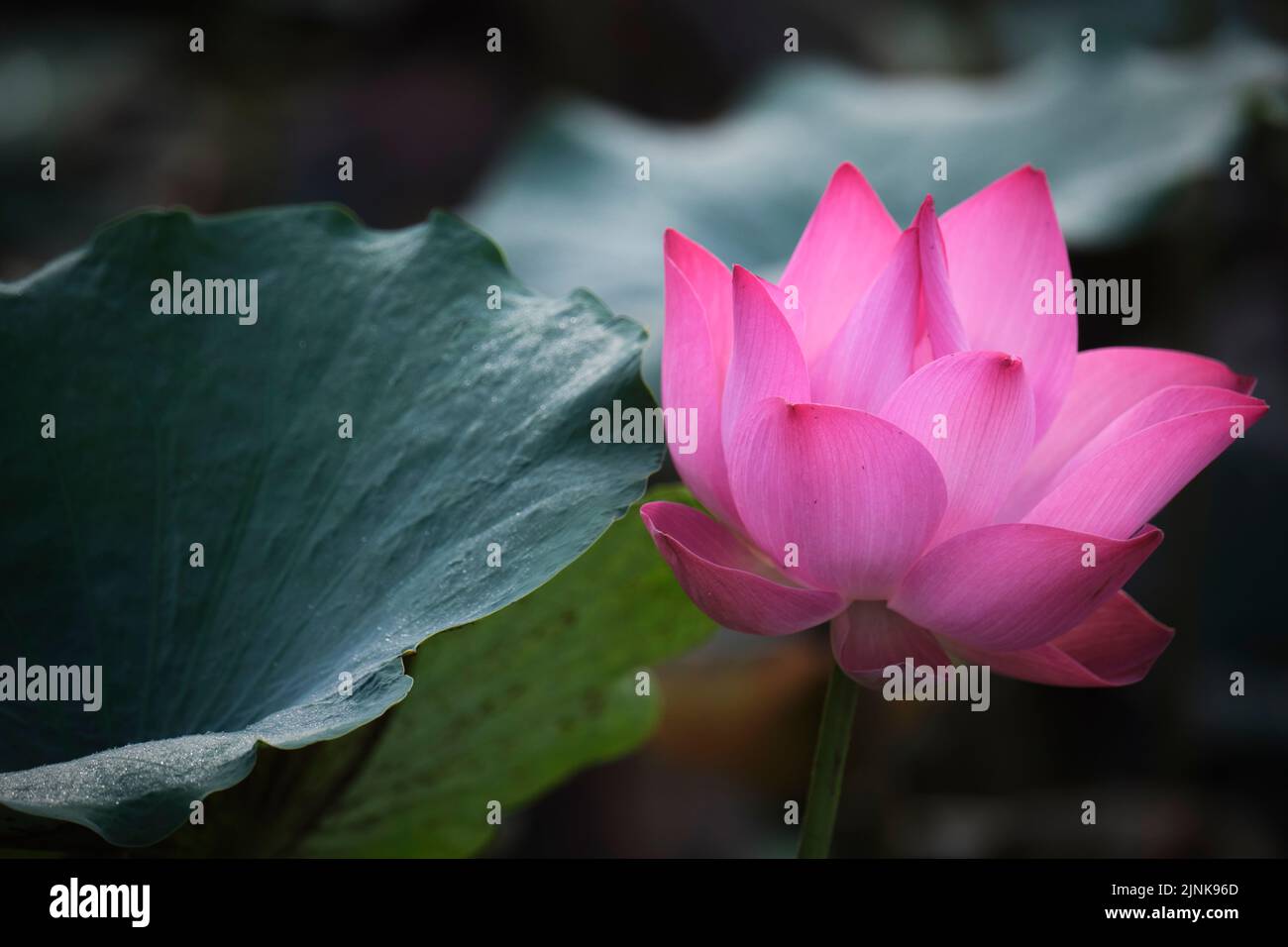 lotus, the national flower of Vietnam Stock Photo - Alamy