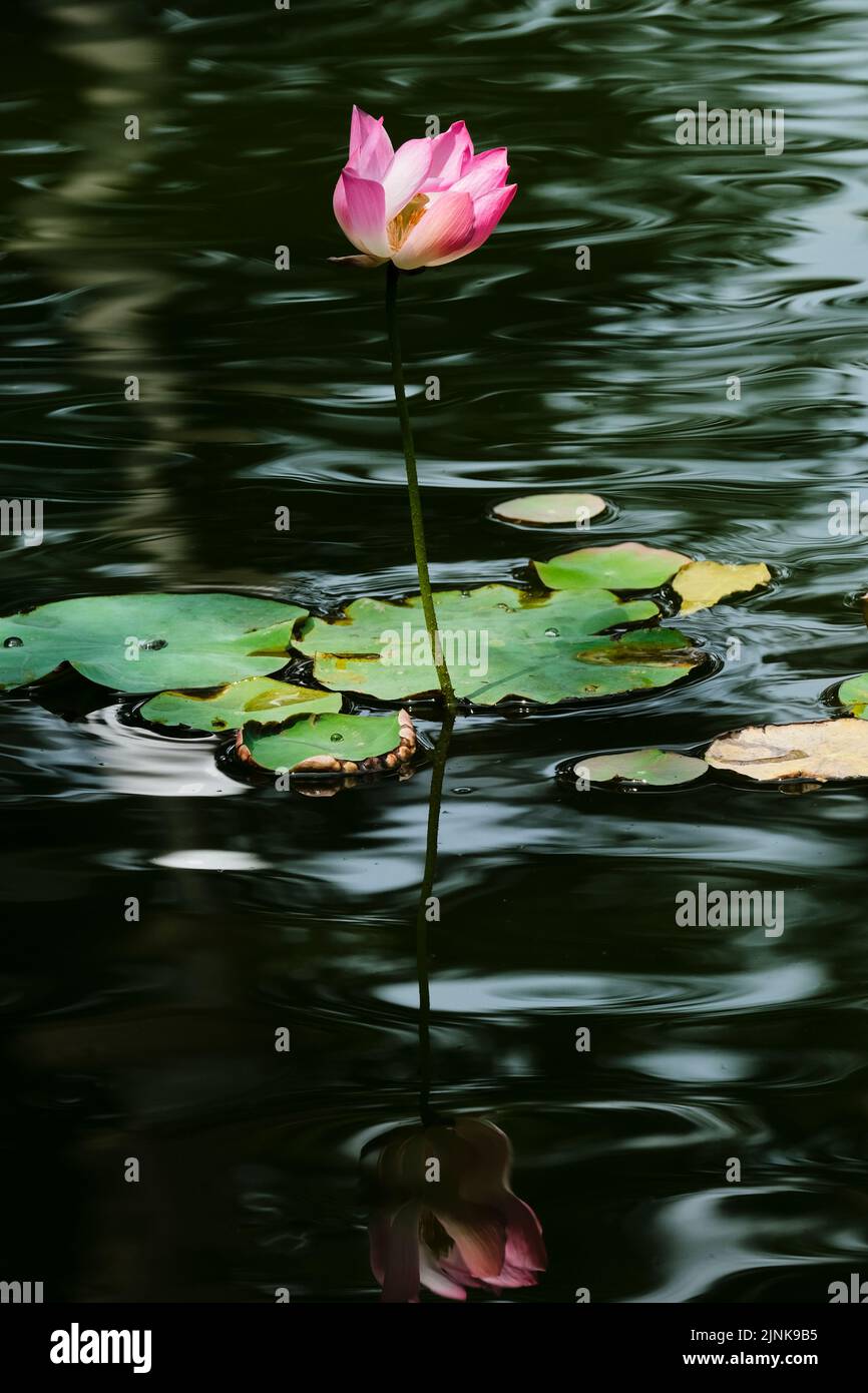 lotus, the national flower of Vietnam Stock Photo Alamy