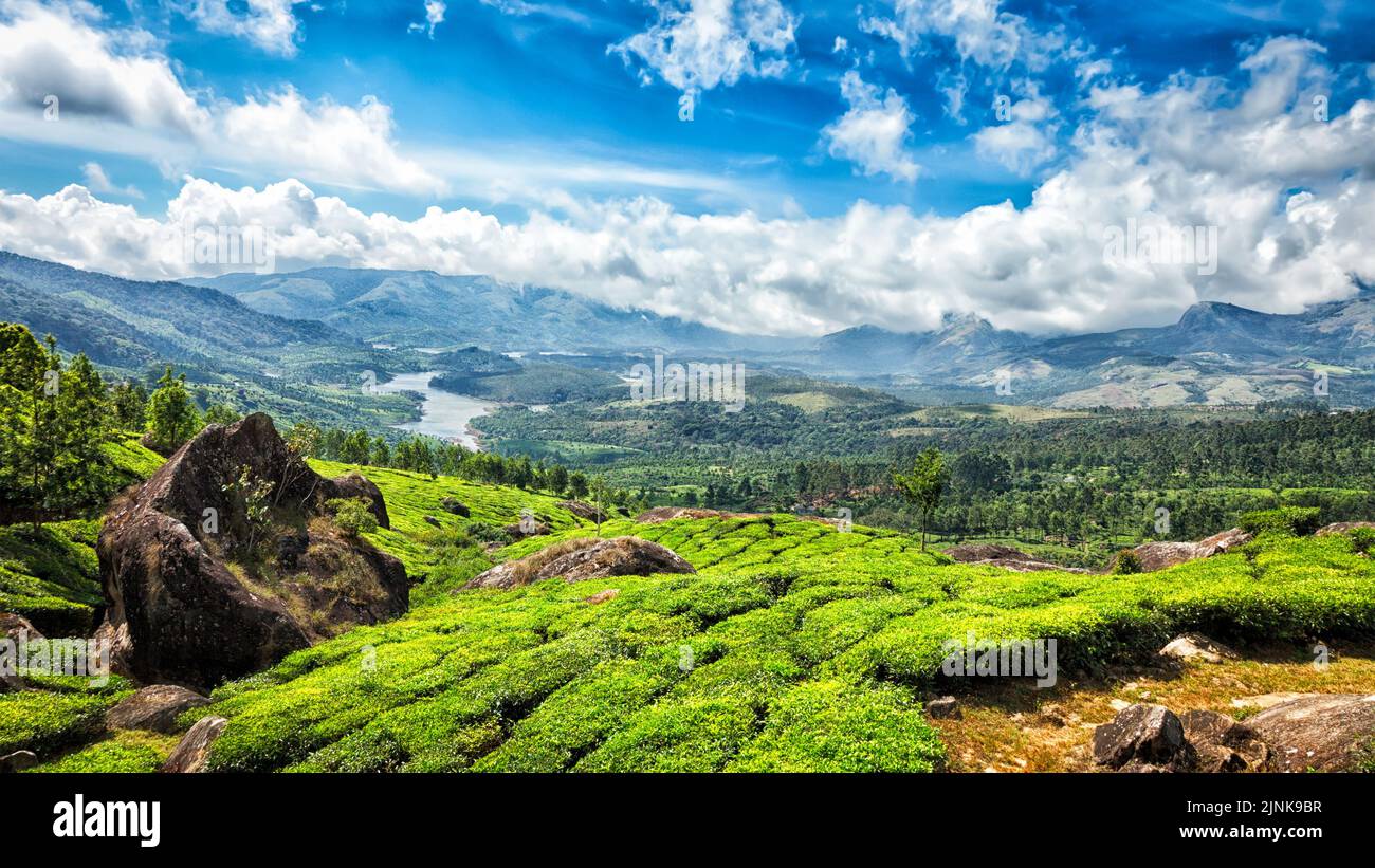 tea plantation, kerala, munnar, westghats, tea crop, tea plantations