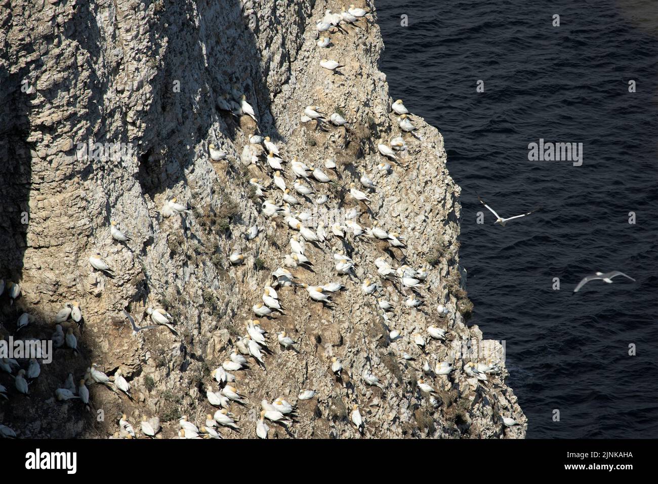 The chalk cliffs at Bempton on the Yorkshire coast makes an ideal nesting site for many seabirds