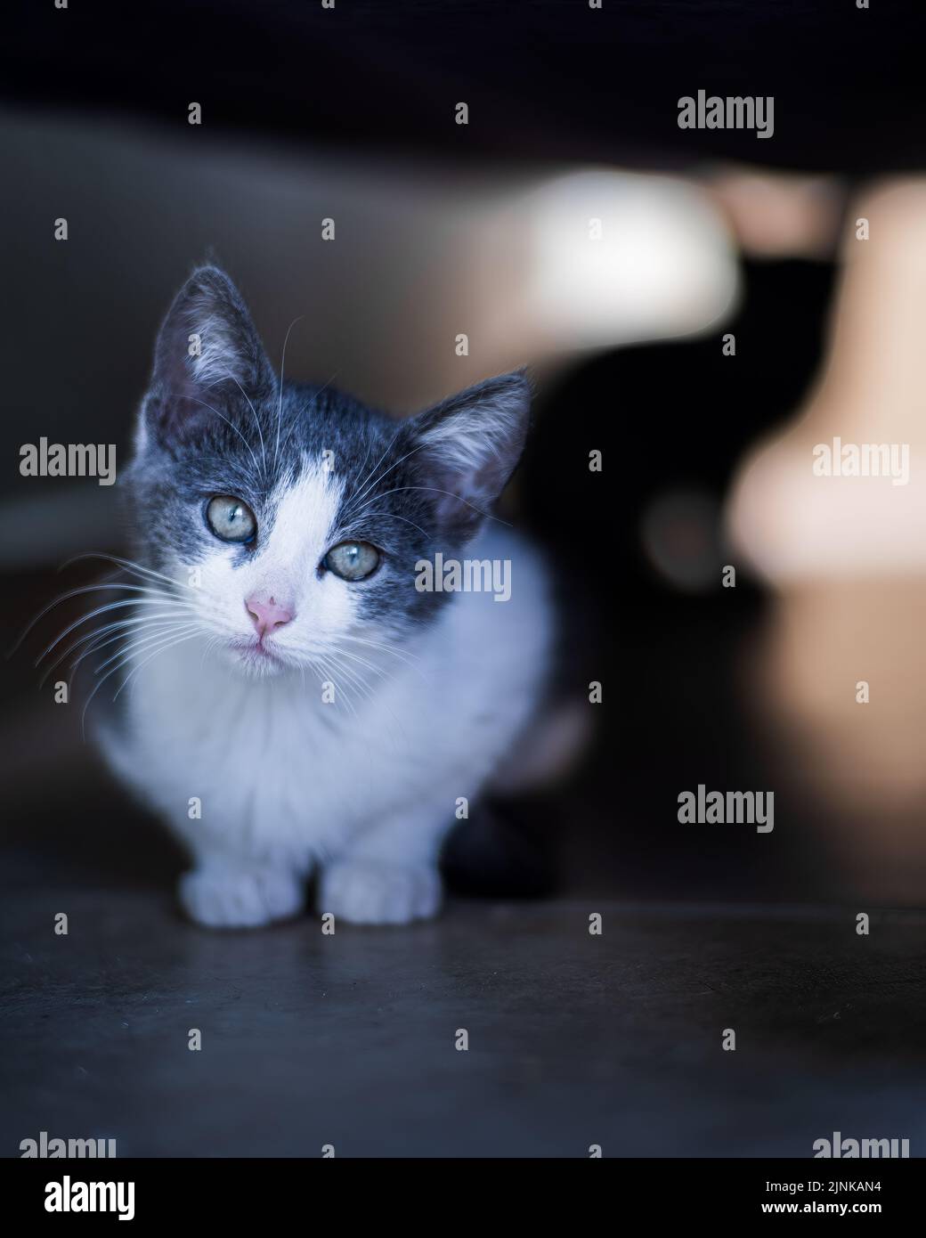 Gray and White Kitten Looking at Camera Against a Dark Background Stock Photo