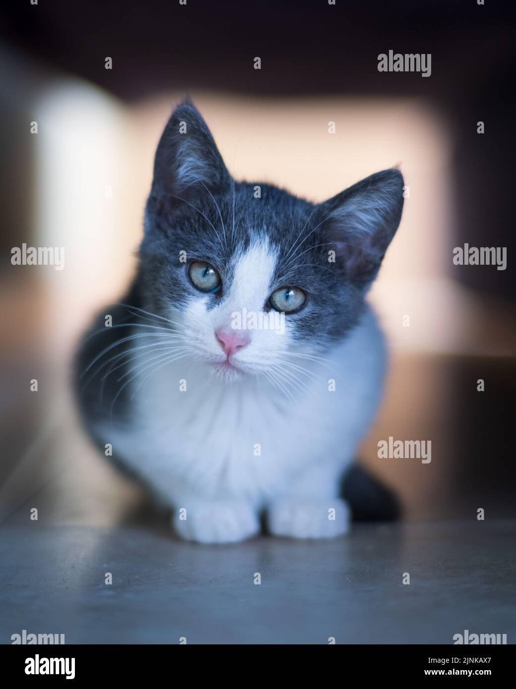 Gray and White Kitten Portrait Looking at Camera Stock Photo