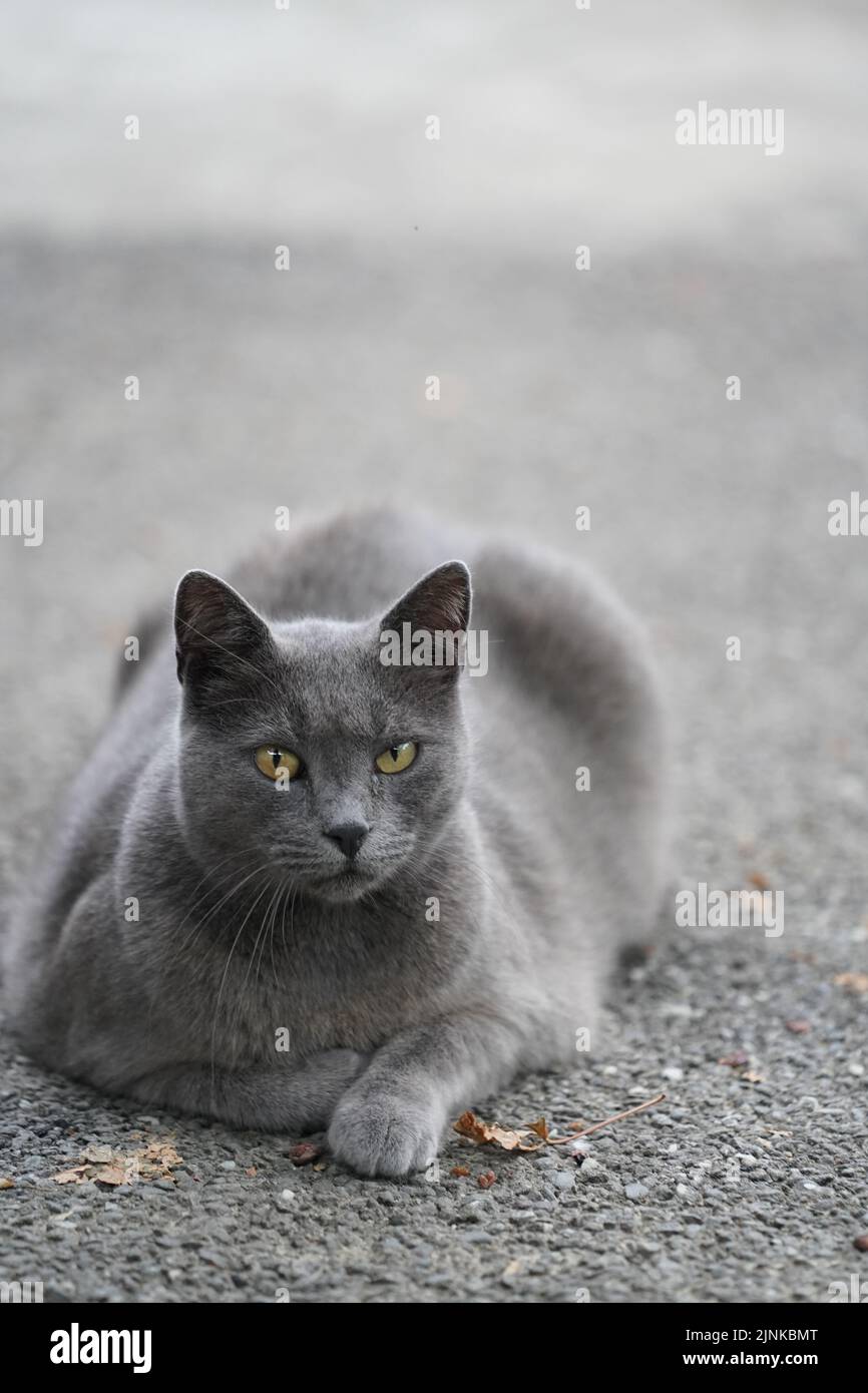 Time spent with cats is never wasted. Stock Photo